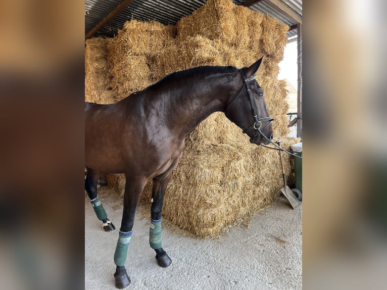 Andalusian Gelding 5 years 16,1 hh Brown in Pizarra