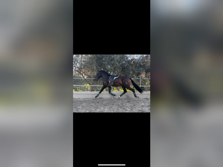 Andalusian Gelding 5 years 16,1 hh Brown in Pizarra