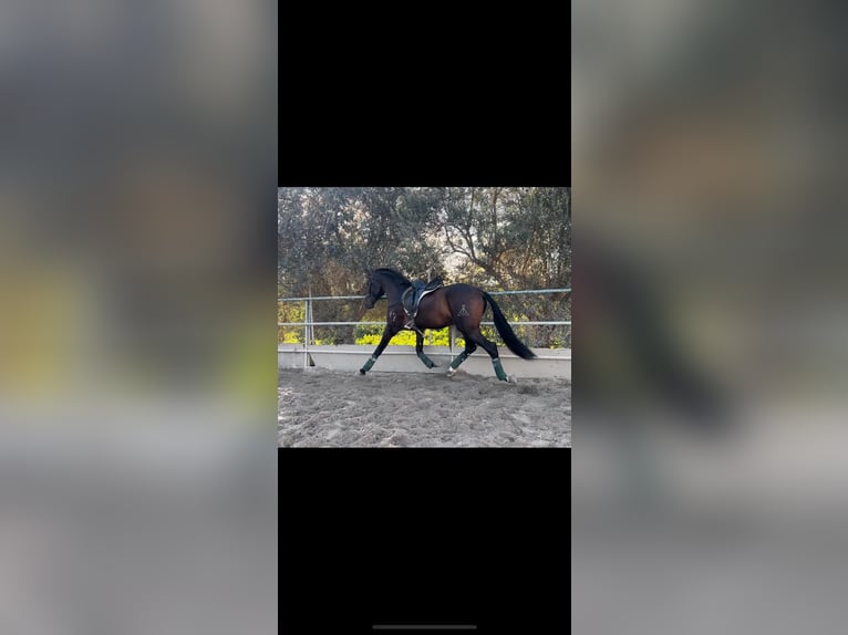 Andalusian Gelding 5 years 16,1 hh Brown in Pizarra