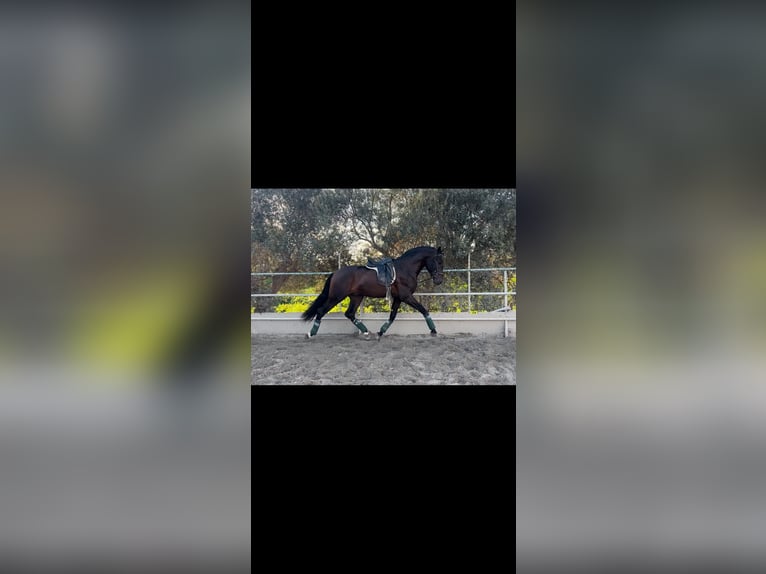 Andalusian Gelding 5 years 16,1 hh Brown in Pizarra