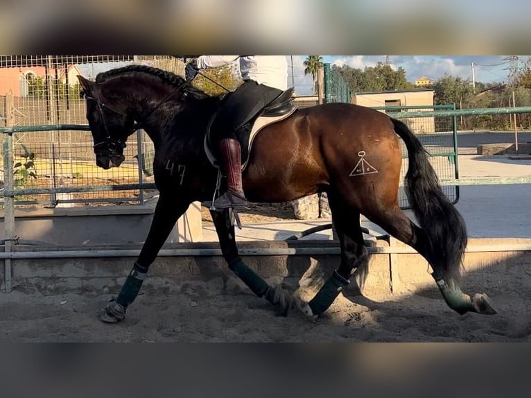 Andalusian Gelding 5 years 16,1 hh Brown in Pizarra