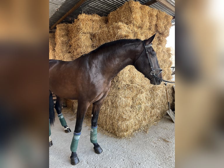 Andalusian Gelding 5 years 16,1 hh Brown in Pizarra