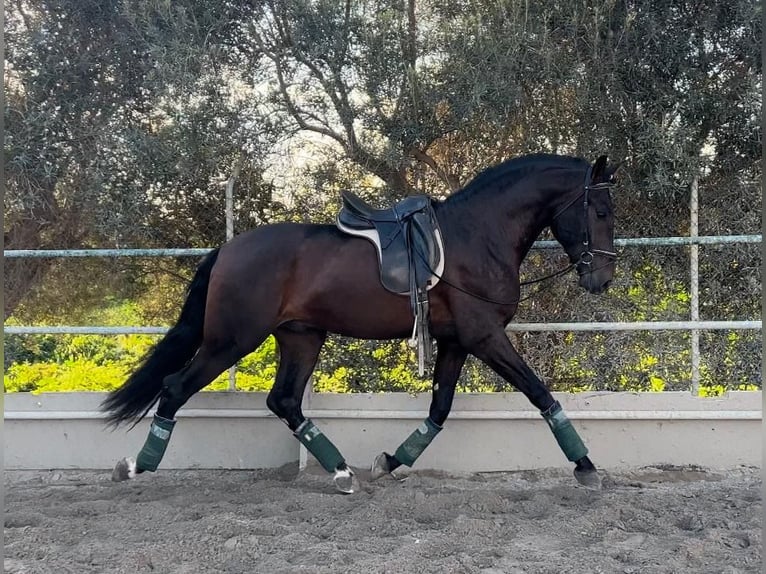 Andalusian Gelding 5 years 16,1 hh Brown in Pizarra