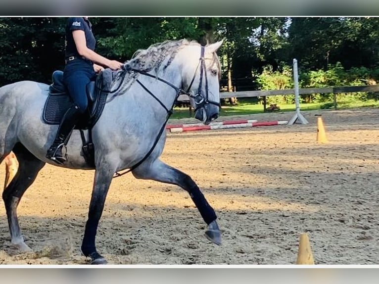 Andalusian Gelding 5 years 16,1 hh in Sottrum