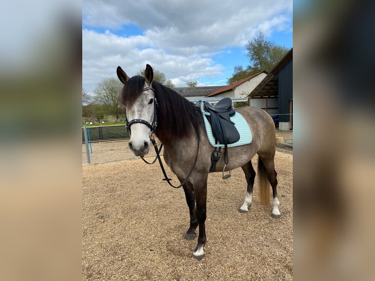 Andalusian Gelding 5 years 16,1 hh Gray-Blue-Tan in Ostenfeld