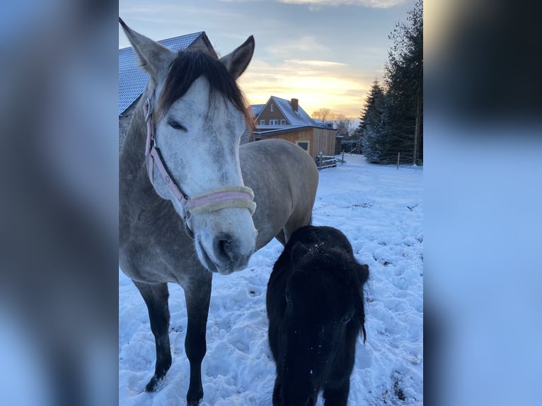 Andalusian Gelding 5 years 16,1 hh Gray-Blue-Tan in Ostenfeld