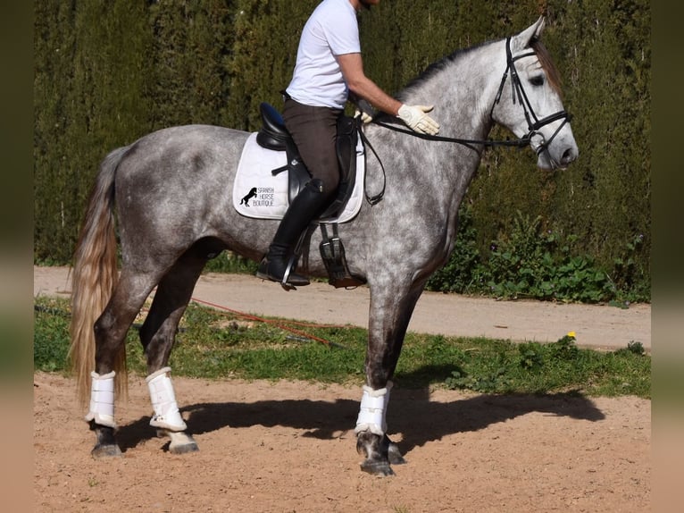 Andalusian Gelding 5 years 16,1 hh Gray in Mallorca