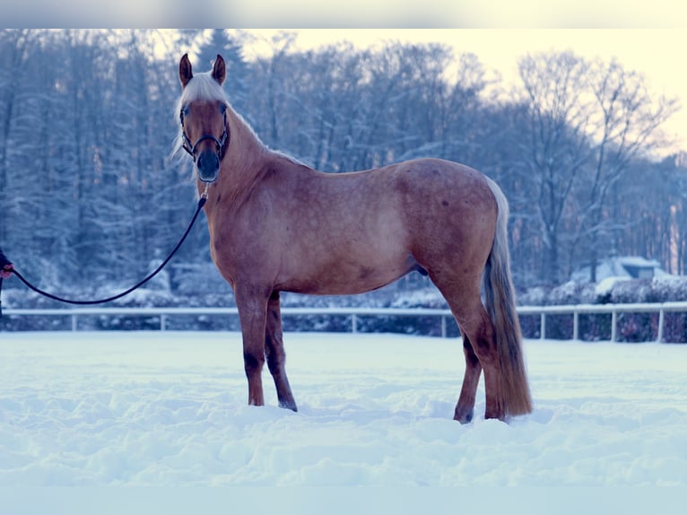 Andalusian Gelding 5 years 16,1 hh Palomino in Neustadt (Wied)
