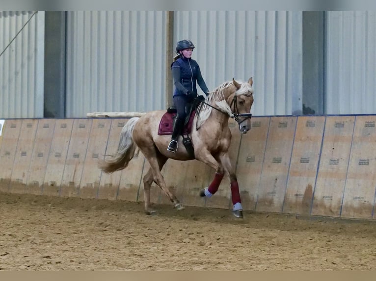 Andalusian Gelding 5 years 16,1 hh Palomino in Neustadt (Wied)
