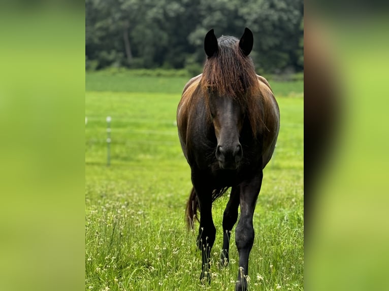 Andalusian Gelding 5 years 16.2 hh Black in Oregon, Wisconsin