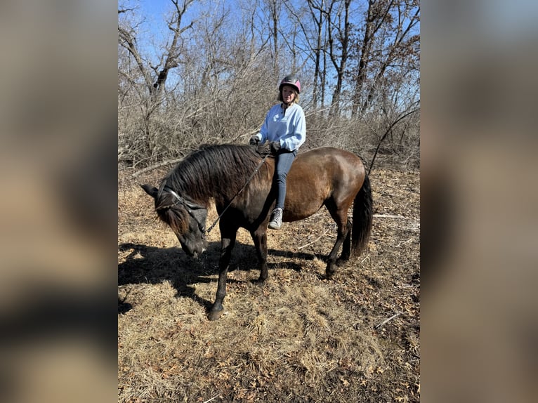Andalusian Gelding 5 years 16.2 hh Black in Oregon, Wisconsin