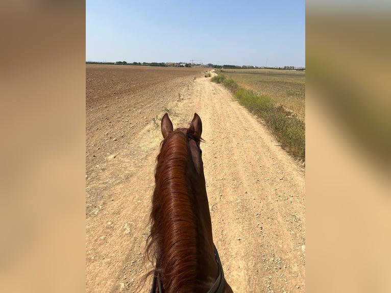 Andalusian Gelding 5 years 16,3 hh Chestnut in Albacete