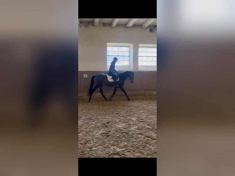 Andalusian Gelding 5 years 16 hh Bay-Dark in Dalheim Andalusian Gelding 5 years 16 hh Bay-Dark in Dalheim