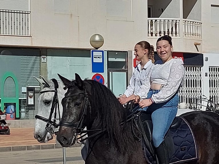 Andalusian Gelding 5 years 16 hh Black in Alicante/Alacant