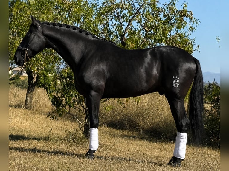 Andalusian Gelding 5 years 16 hh Black in Betera