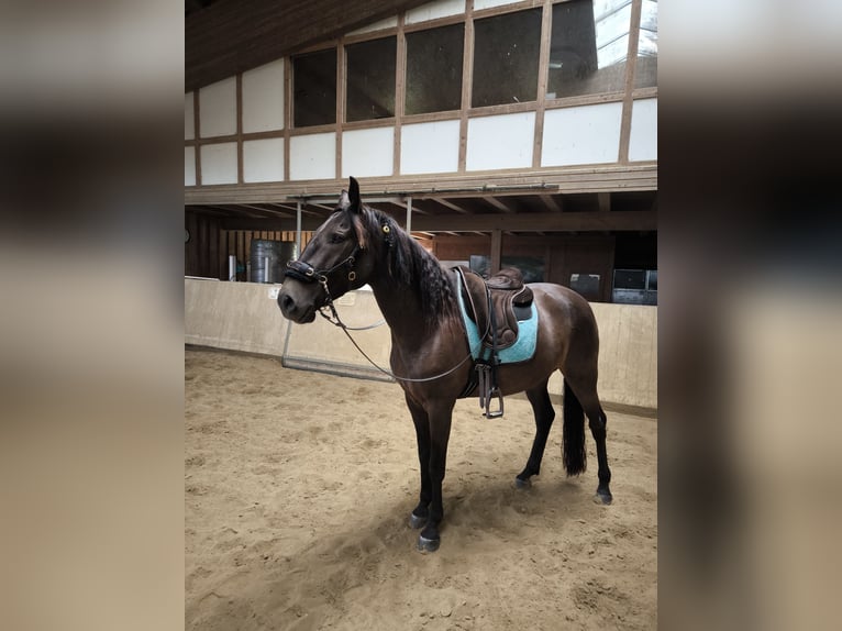 Andalusian Mix Gelding 5 years 16 hh Brown in Syke