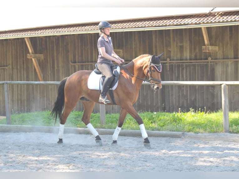 Andalusian Gelding 5 years 16 hh Brown in Wellheim