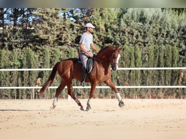 Andalusian Gelding 5 years 16 hh Chestnut in Malaga