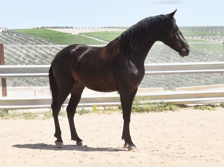 Andalusian Gelding 5 years 16 hh Dun in Provinz Cordoba
