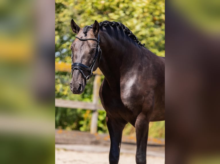 Andalusian Mix Gelding 5 years 16 hh Dun in Sm