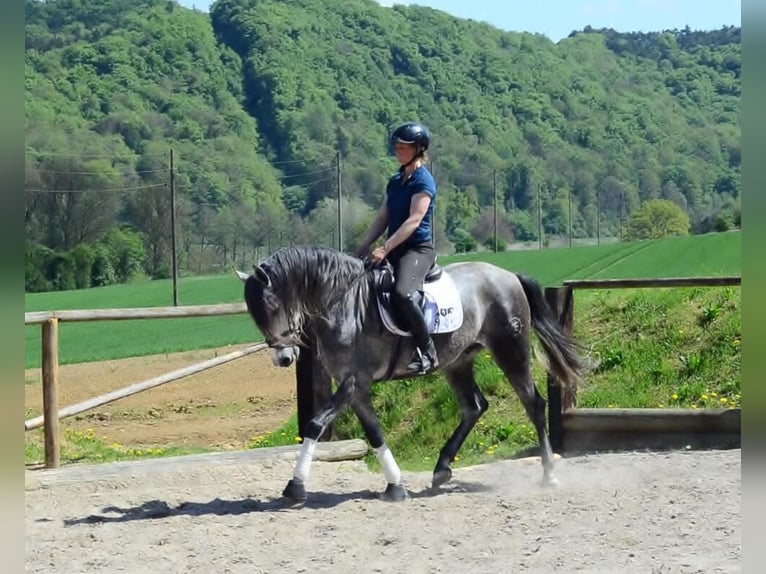 Andalusian Gelding 5 years 16 hh Gray-Dapple in Wellheim