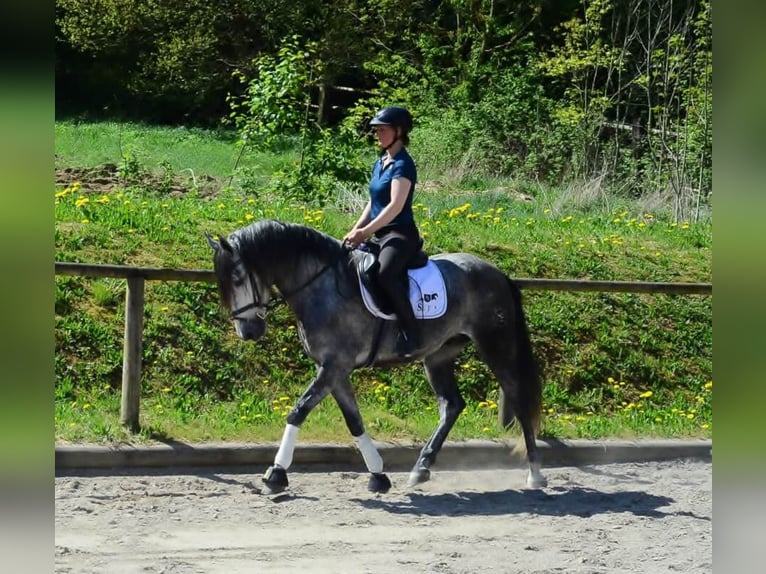 Andalusian Gelding 5 years 16 hh Gray-Dapple in Wellheim