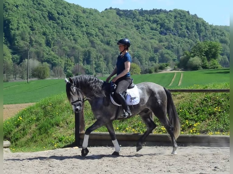 Andalusian Gelding 5 years 16 hh Gray-Dapple in Wellheim