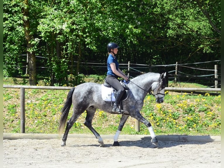 Andalusian Gelding 5 years 16 hh Gray-Dapple in Wellheim