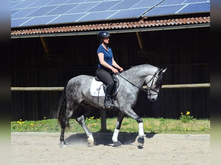 Andalusian Gelding 5 years 16 hh Gray-Dapple in Wellheim