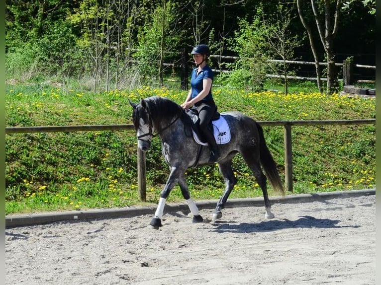 Andalusian Gelding 5 years 16 hh Gray-Dapple in Wellheim