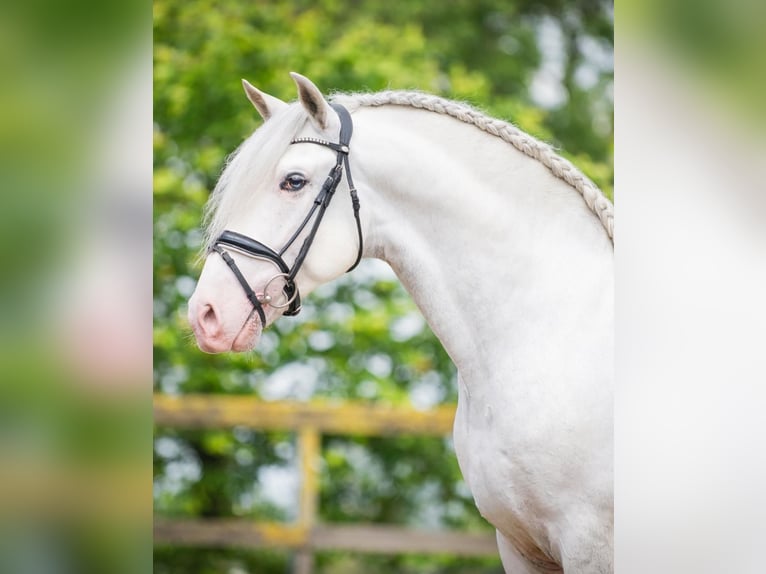 Andalusian Mix Gelding 5 years 16 hh Gray in Grebenhain