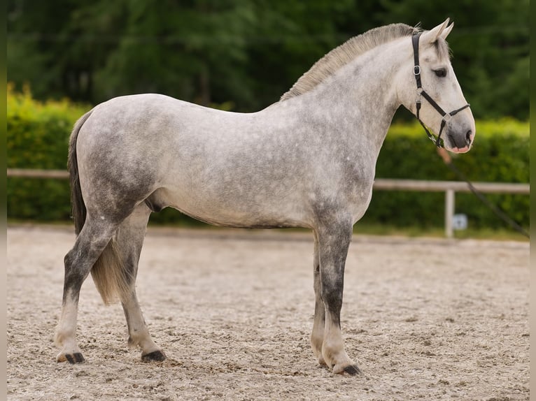 Andalusian Mix Gelding 5 years 16 hh Gray in Neustadt (Wied)