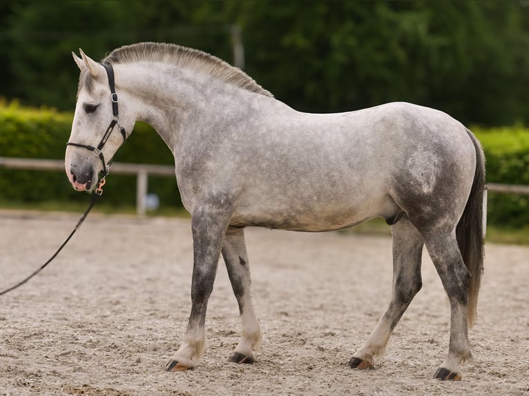 Andalusian Mix Gelding 5 years 16 hh Gray in Neustadt (Wied)