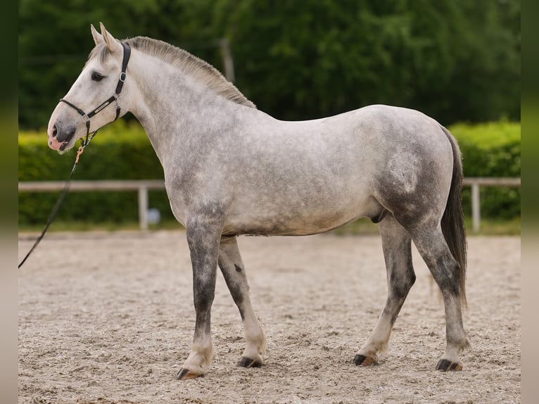 Andalusian Mix Gelding 5 years 16 hh Gray in Neustadt (Wied)