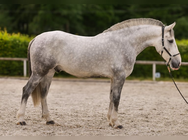 Andalusian Mix Gelding 5 years 16 hh Gray in Neustadt (Wied)