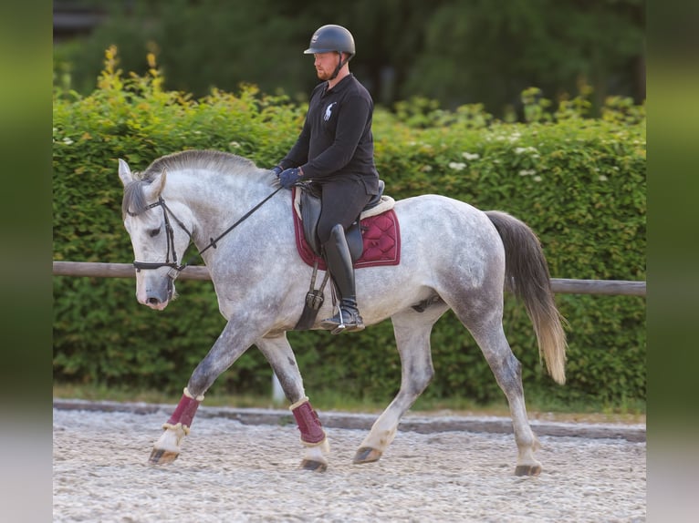 Andalusian Mix Gelding 5 years 16 hh Gray in Neustadt (Wied)