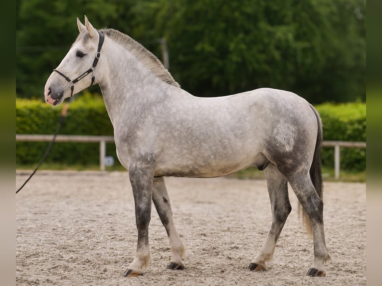 Andalusian Mix Gelding 5 years 16 hh Gray in Neustadt (Wied)