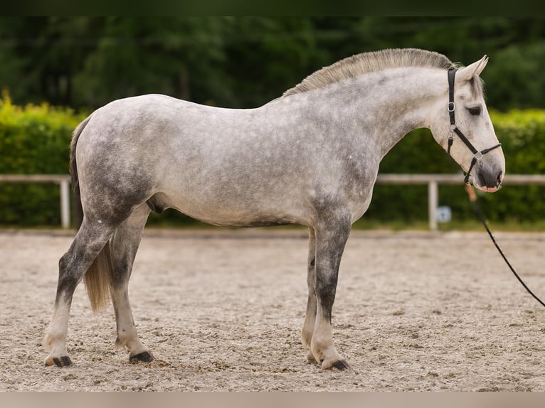Andalusian Mix Gelding 5 years 16 hh Gray in Neustadt (Wied)
