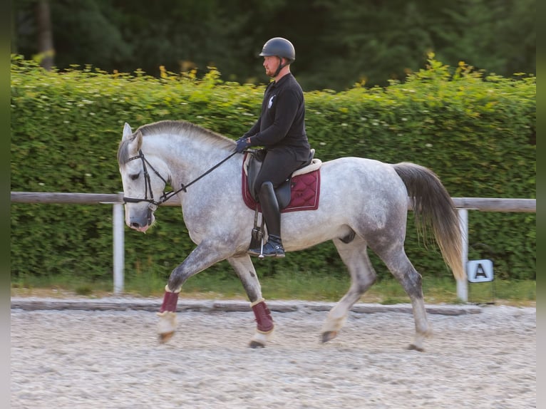 Andalusian Mix Gelding 5 years 16 hh Gray in Neustadt (Wied)