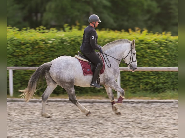 Andalusian Mix Gelding 5 years 16 hh Gray in Neustadt (Wied)