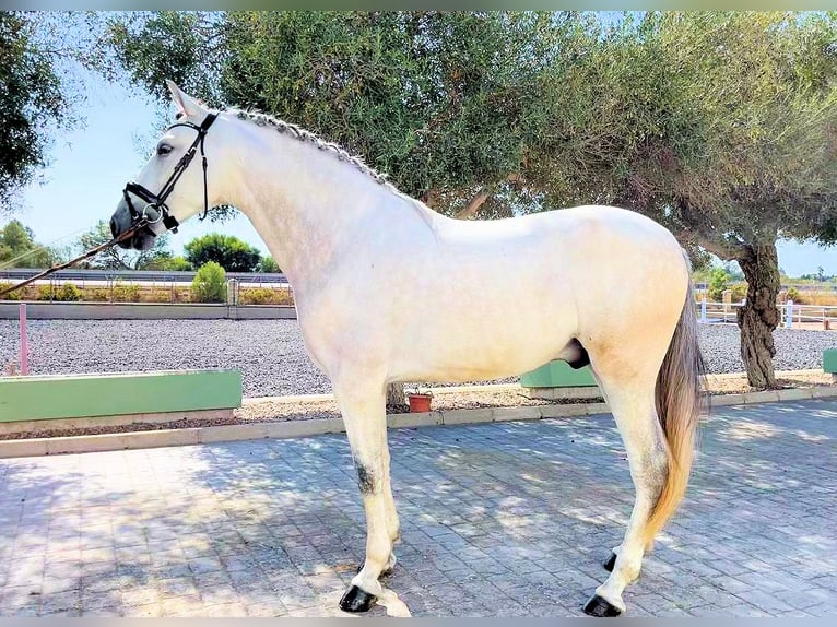 Andalusian Gelding 5 years 16 hh Grey in Sanlucar