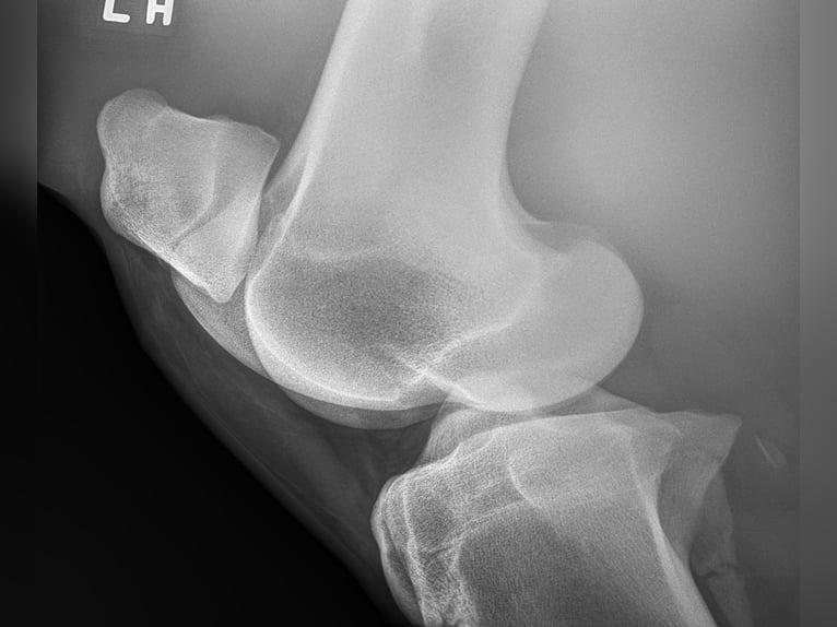 Andalusian Gelding 5 years 16 hh Grey in Troutman