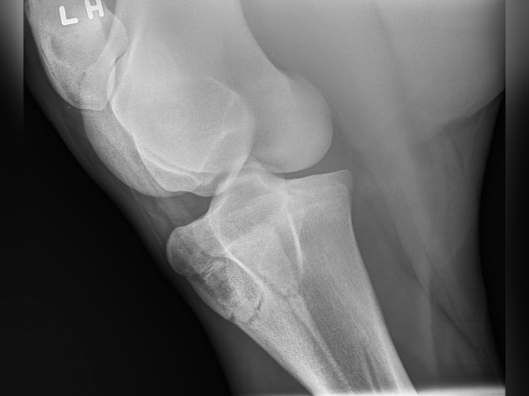 Andalusian Gelding 5 years 16 hh Grey in Troutman