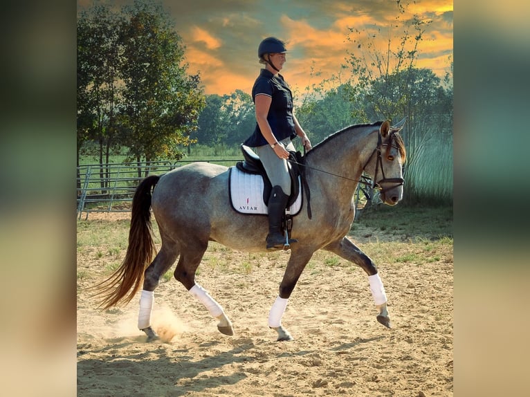 Andalusian Gelding 5 years 16 hh Grey in Troutman