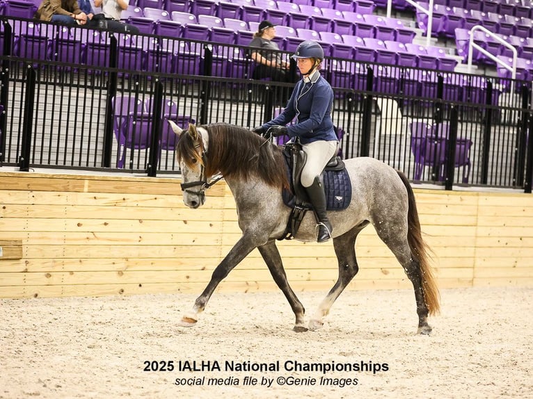 Andalusian Gelding 5 years 16 hh Grey in Troutman