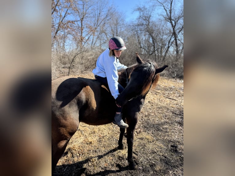 Andalusian Gelding 5 years 16,2 hh Black in Oregon, Wisconsin