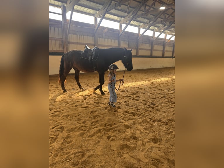 Andalusian Gelding 5 years 16,2 hh Black in Oregon, Wisconsin