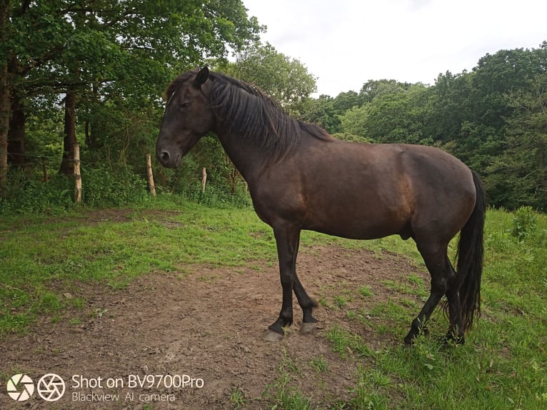 Andalusian Gelding 5 years Black in Oviedo