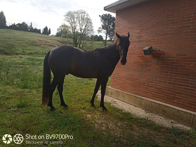 Andalusian Gelding 5 years Black in Oviedo