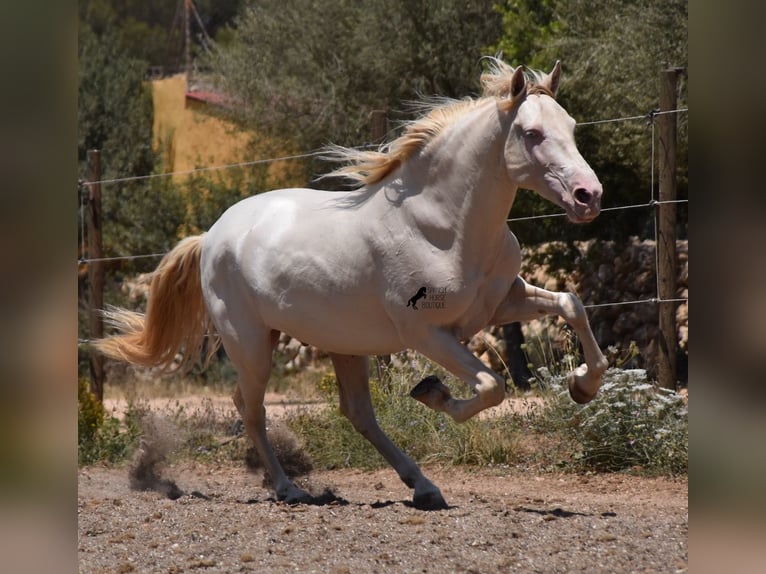 Andalusian Gelding 6 years 14.2 hh Cremello in Mallorca